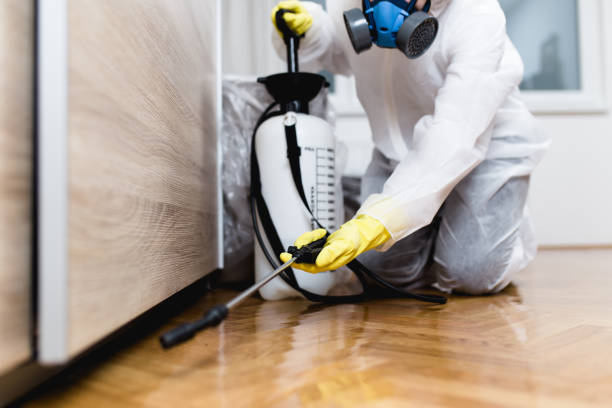Best Termite Control Services  in Grayvle, IL
