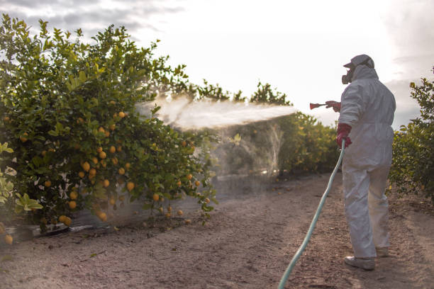 Best Wasp Removal Services  in Grayvle, IL