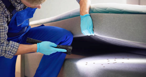 Best Mosquito Control Services  in Grayvle, IL