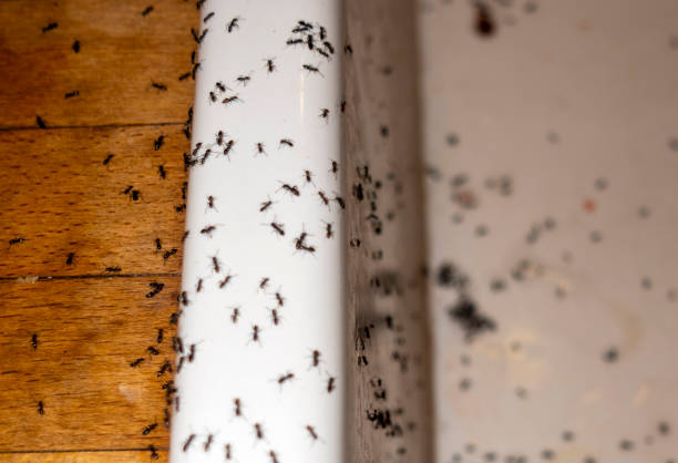 Best Local Pest Control Services  in Grayvle, IL