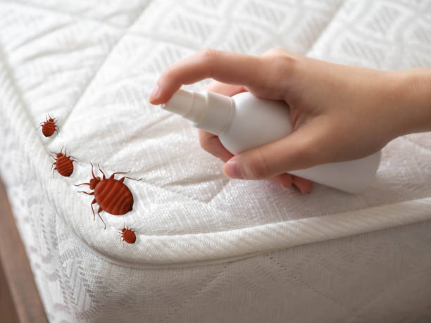 Best Pest Prevention Services  in Grayvle, IL