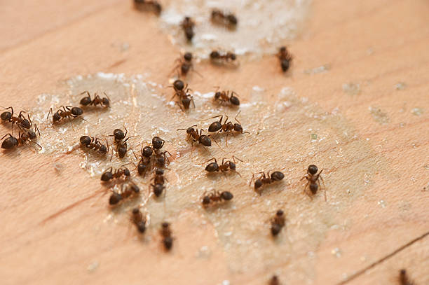 Best Ant Control Services  in Grayvle, IL