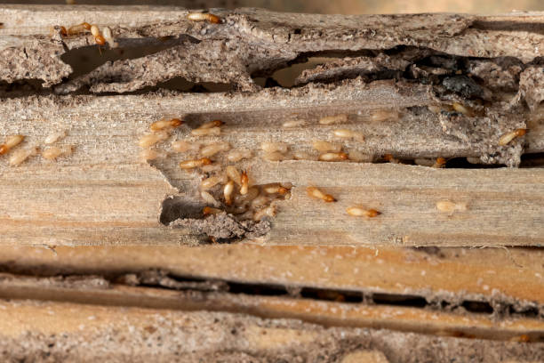 Best Spider Control Near Me  in Grayvle, IL