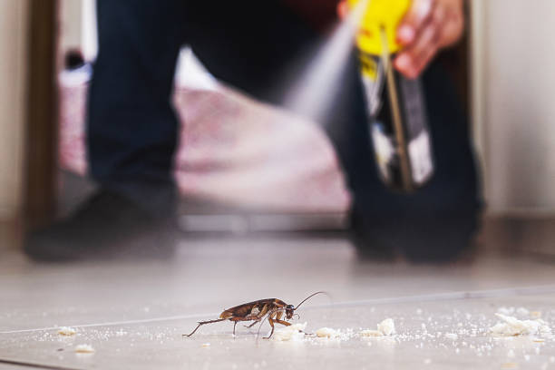 Best Rodent Control Near Me  in Grayvle, IL