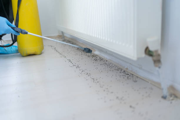 Best Local Pest Control Services  in Grayvle, IL