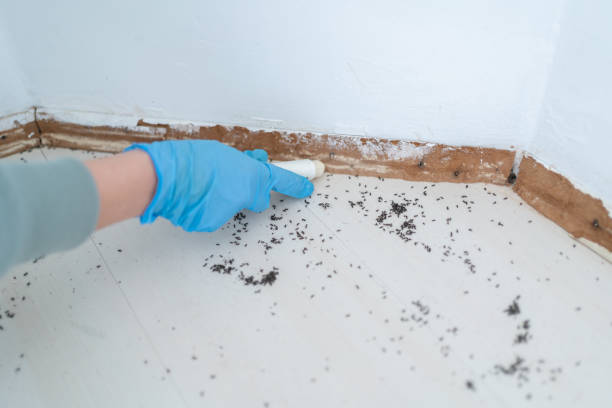 Best Termite Control Services  in Grayvle, IL